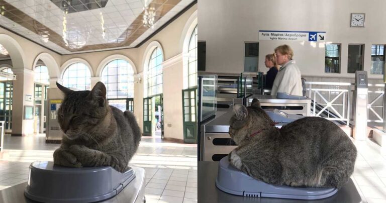 Η γάτα-μασκότ του Ηλεκτρικού στο Μοναστηράκι που αράζει πάνω στα ακυρωτικά μηχανήματα