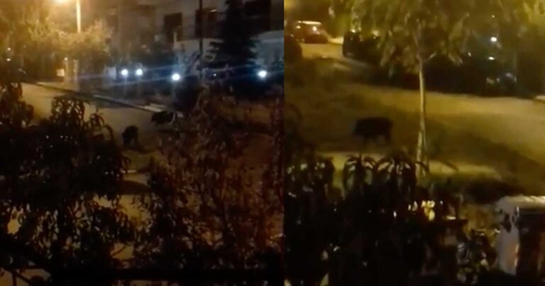 Αγριογούρουνα στο Ρετζίκη Θεσσαλονίκης κάνουν βόλτα στο δρόμο