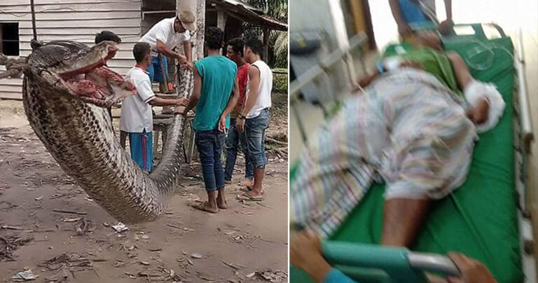 37χρονος κέρδισε την ζωή του σε μάχη θανάτου με πύθωνα 7 μέτρων