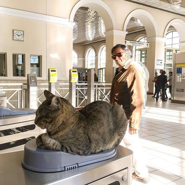 Η γάτα-μασκότ του Ηλεκτρικού στο Μοναστηράκι (εικόνες, video)