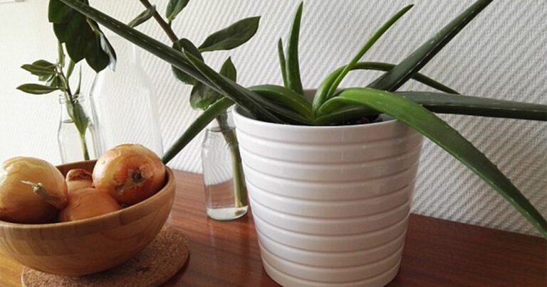 Τα φυτά κατά του κρυώματος και της αϋπνίας που χρειάζεστε στο υπνοδωμάτιό σας σύμφωνα με την NASA