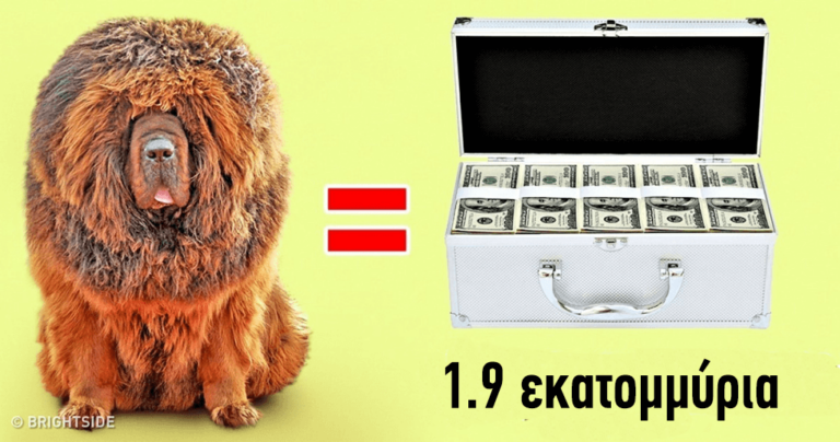 10 από τις πιο ακριβές ράτσες σκύλων στον κόσμο