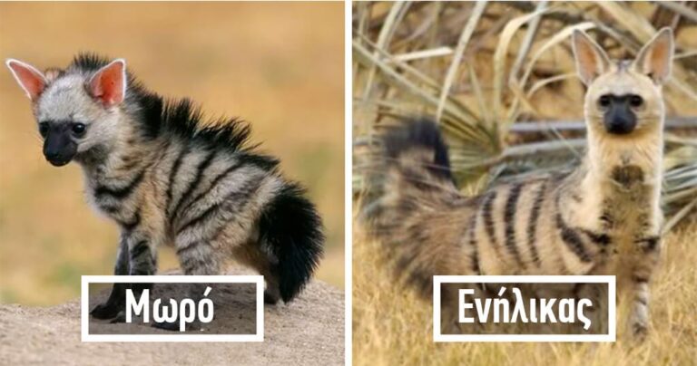 Το μικρό εντομοφάγο ζώο που είναι ένα από τα πιο αξιολάτρευτα του κόσμου