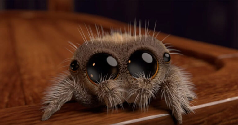 Εάν φοβάστε τις αράχνες αυτή η αξιολάτρευτη ύπαρξη θα σας κάνει να αναθεωρήσετε