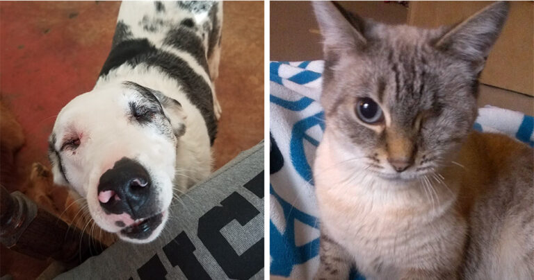 40 κατοικίδια που δεν είναι τέλεια αλλά για τους ιδιοκτήτες τους είναι τα τελειότερα