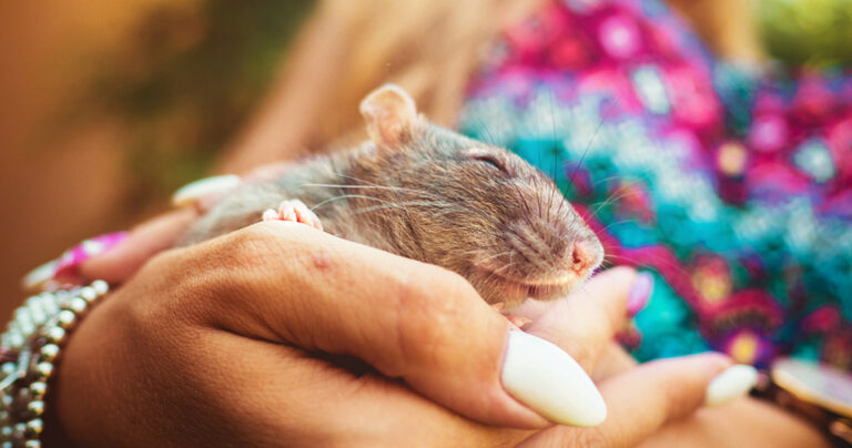 Ποντίκια εργαστηρίου βγαίνουν για πρώτη φορά έξω και οι εκφράσεις τους τα λένε όλα