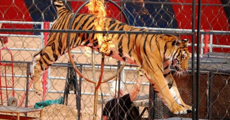 Η Ιταλία απαγόρευσε την χρήση ζώων στο τσίρκο