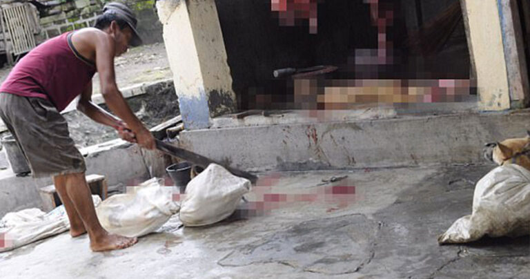 Κουτάβι βλέπει άλλα σκυλιά να τα αποκεφαλίζουν στο ετήσιο παζάρι κρέατος σκύλου στην Ινδονησία