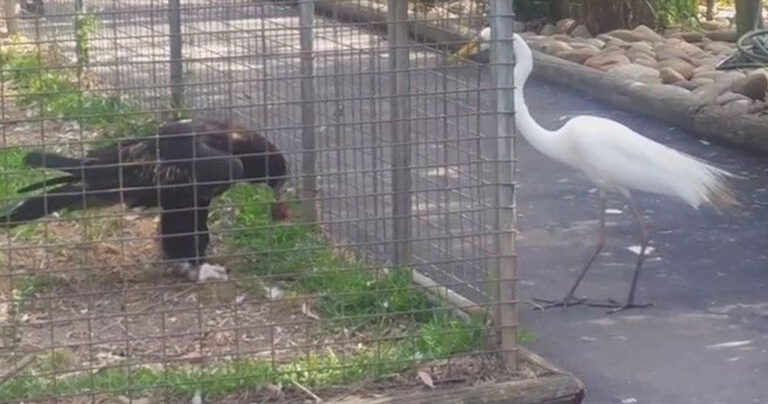 Αετός χρησιμοποιεί δόλωμα για να πιάσει ένα πουλί