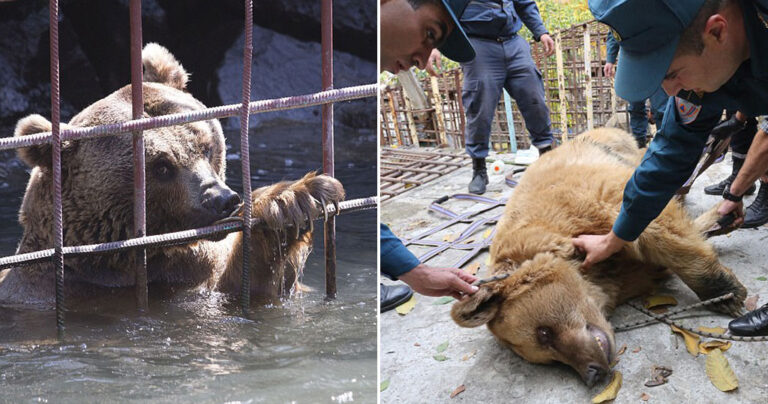 Ελευθερώθηκαν αρκούδες που έβλεπαν τον κόσμο να τρώει σε εστιατόριο της Αρμενίας