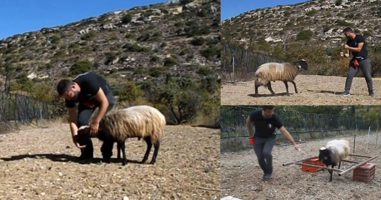 Φοιτητής στην Κρήτη εκπαίδευσε κριάρι για την πτυχιακή του