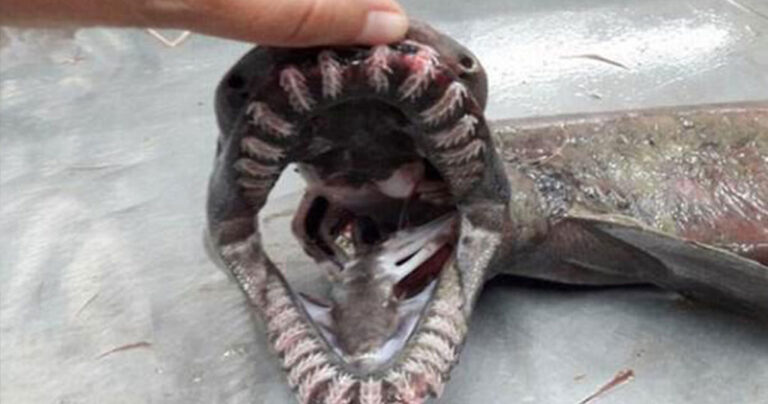 Καρχαρίας που χρονολογείται πριν από 80 εκατομμύρια χρόνια πιάστηκε στην Πορτογαλία