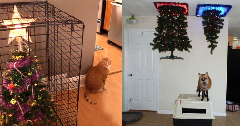 40 ιδιοκτήτες κατοικίδιων που προστάτεψαν τα Χριστουγεννιάτικα δέντρα τους από αυτά