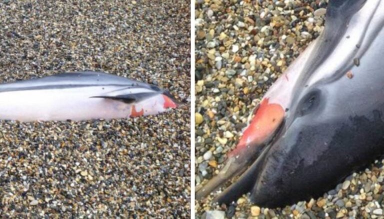 Σκότωσαν με βίαιο τρόπο ένα θηλυκό δελφίνι στο Άστρος Κυνουρίας
