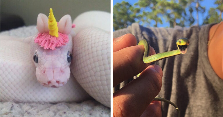 40 φωτογραφίες με αξιολάτρευτα φίδια που θα αλλάξουν τον τρόπο που τα βλέπετε