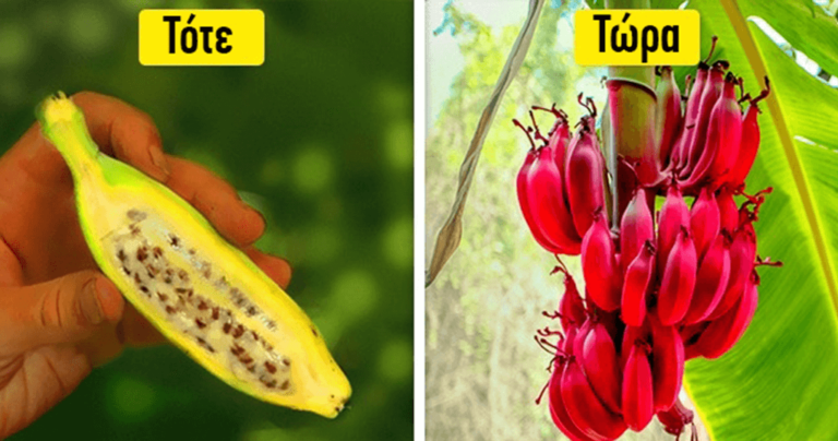 Πώς έμοιαζαν φρούτα και λαχανικά πριν ο άνθρωπος αρχίσει να τα καλλιεργεί