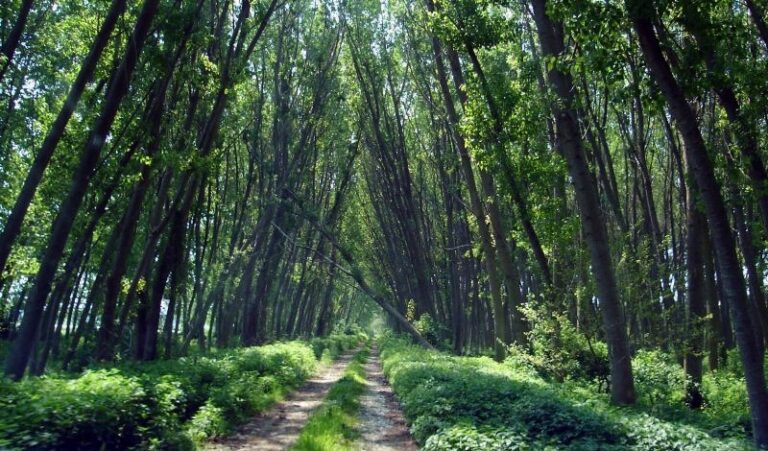 Η τελευταία ζούγκλα της Ευρώπης βρίσκεται στην Ελλάδα