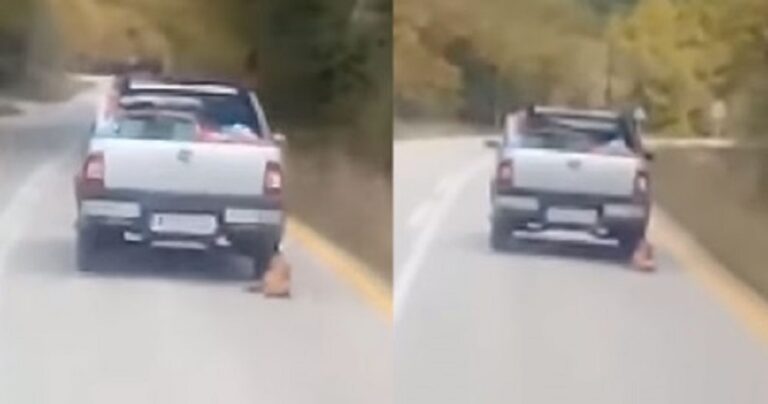 Αθώος ο οδηγός που έσερνε με το αγροτικό τον νεκρό σκύλο του στα Καλάβρυτα