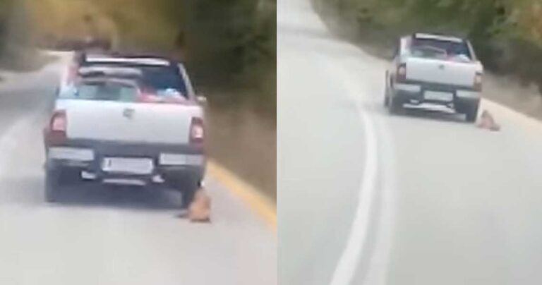 Βρέθηκε ο οδηγός που έσερνε με το αυτοκίνητό του τον σκύλο