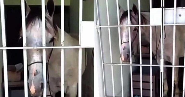 Βραζιλία: Έβαλαν άλογο στην φυλακή επειδή κλώτσησε ένα αυτοκίνητο