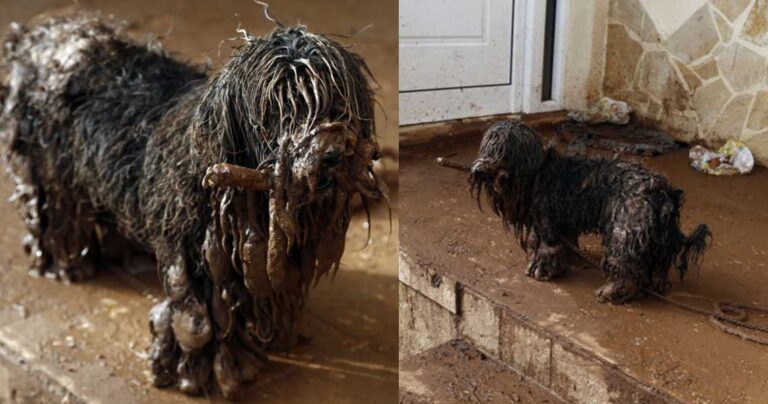 Ο λασπωμένος σκύλος-επιζών στη Μάνδρα που τα κατέφερε γιατί δεν τον εγκατέλειψαν