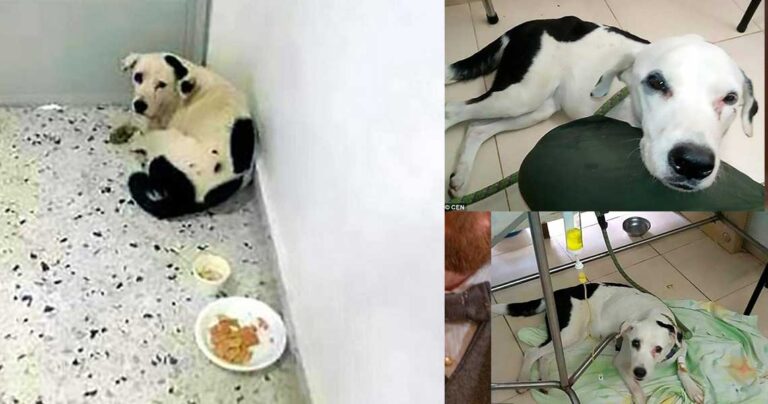 Πέθανε από τη στενοχώρια του επειδή τον εγκατέλειψε το αφεντικό του σε αεροδρόμιο