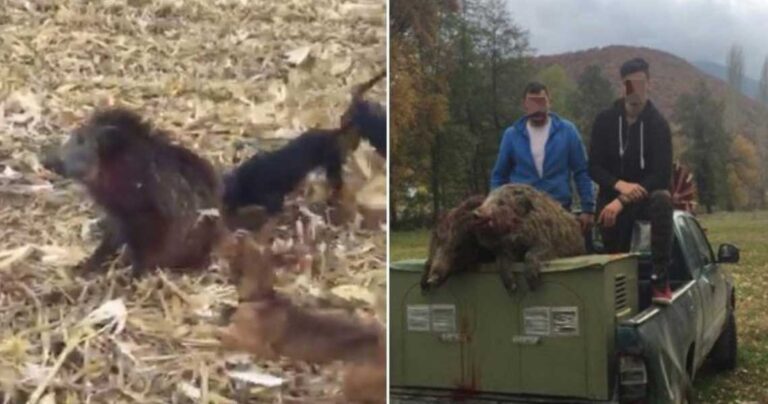 Έλληνες κυνηγοί κατηγορούνται για βασανισμό αγριογούρουνου μετά από αυτό το βίντεο