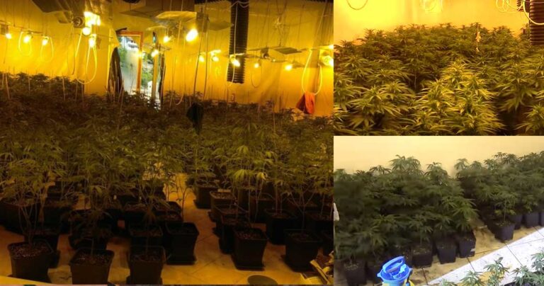 Καλλιεργούσαν κάνναβη αξίας 4 εκ. ευρώ σε βίλες στην ανατολική Αττική