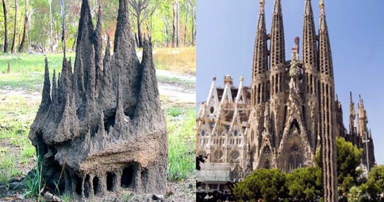 Τερμίτες έφτιαξαν τη δική τους Σαγράδα Φαμιλία