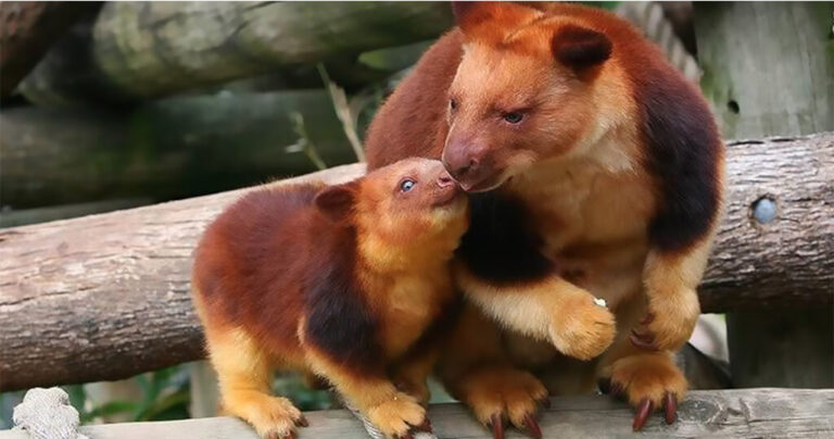 Τα καγκουρό των δέντρων υπάρχουν και είναι ό,τι πιο αξιολάτρευτο θα δείτε σήμερα