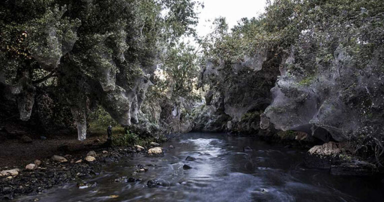 Τεράστιοι ιστοί από αράχνες βρέθηκαν σε ποταμό του Ισραήλ