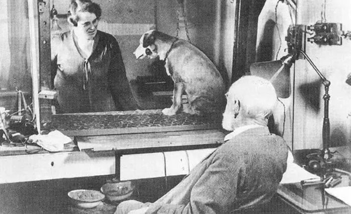 Pavlov’s Dog Experiment