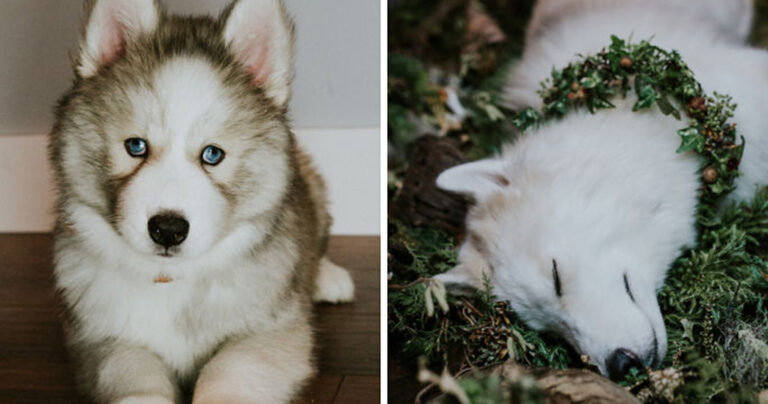 Ένα γράμμα στον σκύλο μου στον παράδεισο