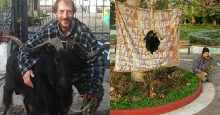 Έσφαξαν τον γνωστό τράγο της Λέσβου «Μήτρο» – Τι έκανε ο ιδιοκτήτης του