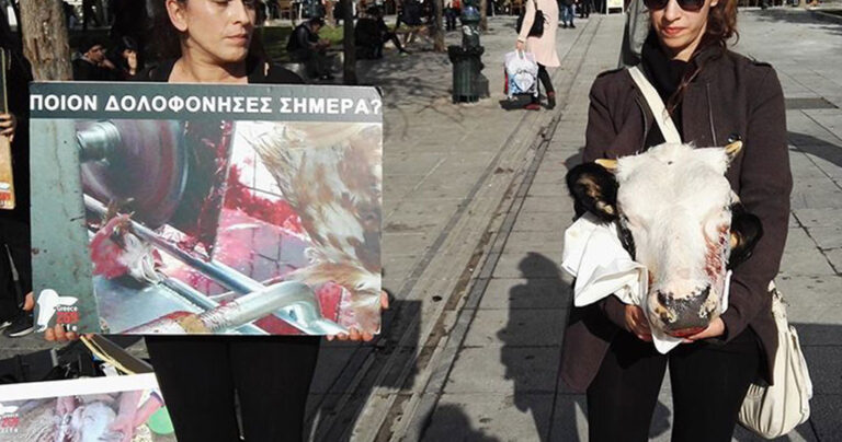Χορτοφάγοι διαμαρτυρήθηκαν στο σύνταγμα με κομμένο κεφάλι ζώου