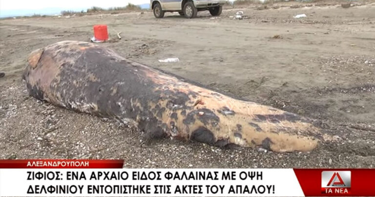 Αρχαίο είδος φάλαινας με όψη δελφινιού ξεβράστηκε στην Αλεξανδρούπολη
