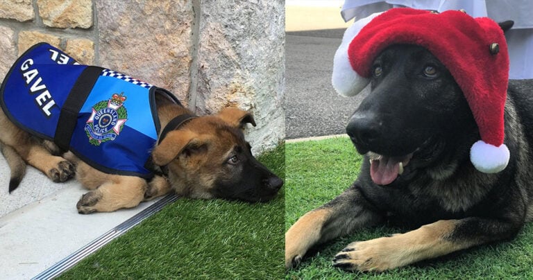 Ο αστυνομικός σκύλος που απολύθηκε γιατί ήταν πολύ χαδιάρης βρήκε την πιο τέλεια δουλειά