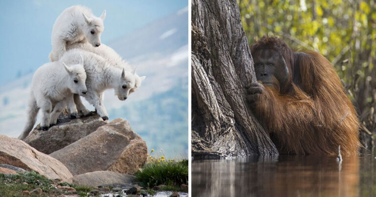 Οι νικητήριες φωτογραφίες του National Georgraphic 2017 για την φύση μαγεύουν