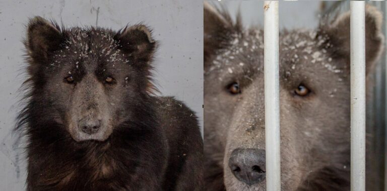 Σκύλος-αρκούδα που βρέθηκε στην Ρωσία κάνει τους επιστήμονες να αναρωτιούνται