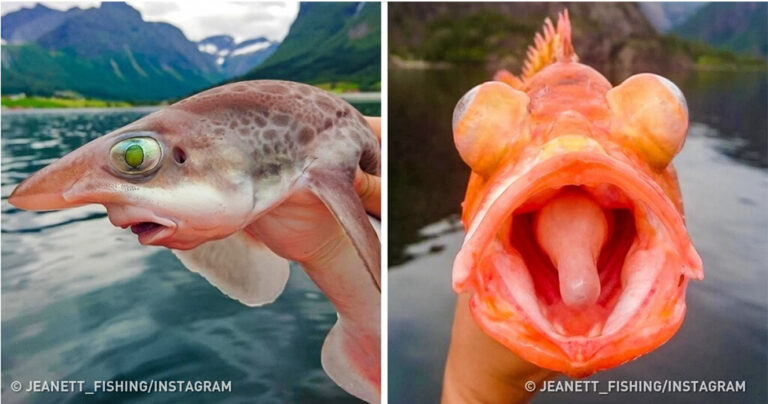 20 θαλάσσια πλάσματα που ζουν στα βαθιά νερά και μοιάζουν από άλλο κόσμο