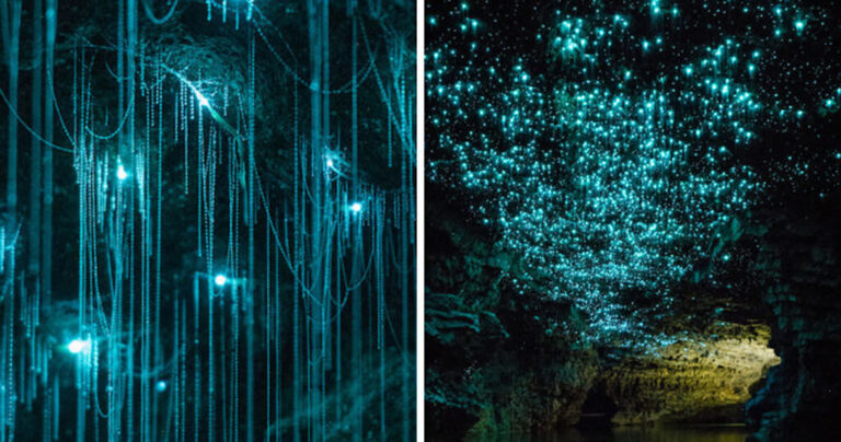 Σκουλήκια που φωσφορίζουν μετατρέπουν σπηλιά στη Νέα Ζηλανδία σε υπερθέαμα