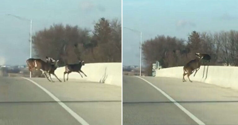 Η τραγική στιγμή που κοπάδι ελαφιών πηδάει στο κενό από γέφυρα και σκοτώνεται