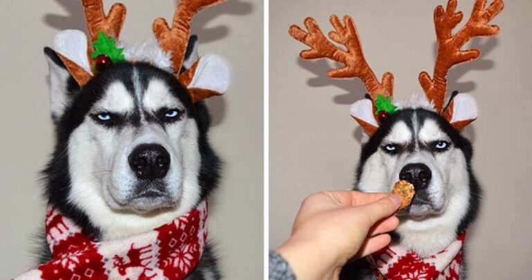 Πήγαν να βγάλουν φωτογραφίες με το χάσκυ τους για τα Χριστούγεννα αλλά αυτό είχε άλλη γνώμη