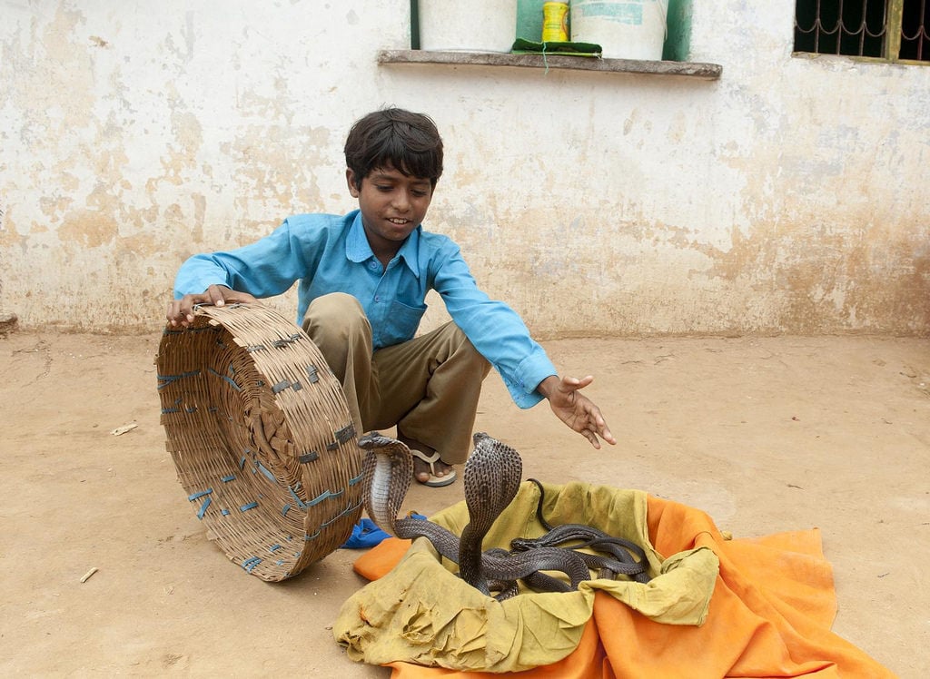 Lakhi Sapera who's family has been into snake charming for generations, show's of his skills, he attends government run primary school which is a part of pilot project Continuous Comprehensive Evaluation (CCE) learning in village Medivas, district Alwar