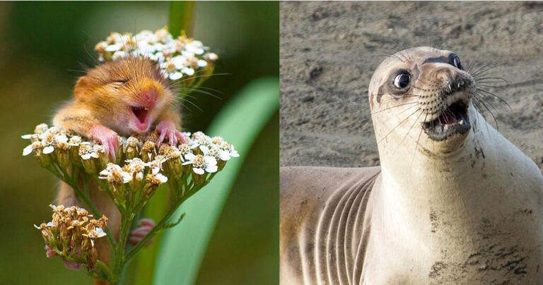 Αξιολάτρευτος τυφλοπόντικας στέφθηκε νικητής στα βραβεία κωμικής φωτογραφίας άγριας ζωής