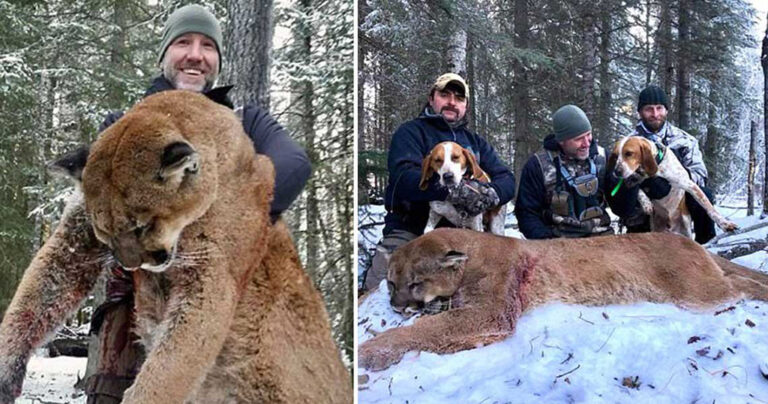 Kαναδός παρουσιαστής ποζάρει χαρούμενος με τεράστιο νεκρό πούμα που σκότωσε