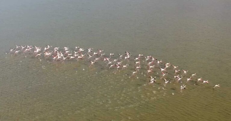 Φλαμίνγκο έκαναν την εμφάνιση τους στην Χαλκιδική