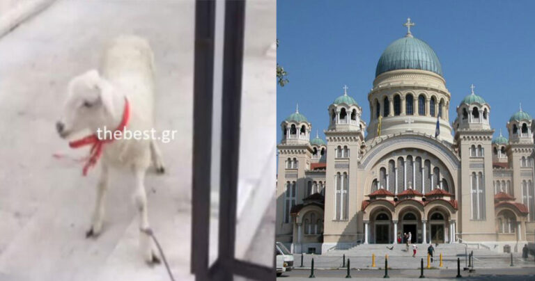 Πάτρα: Ζωντανό αρνάκι προσφέρθηκε ως τάμα σε εκκλησία