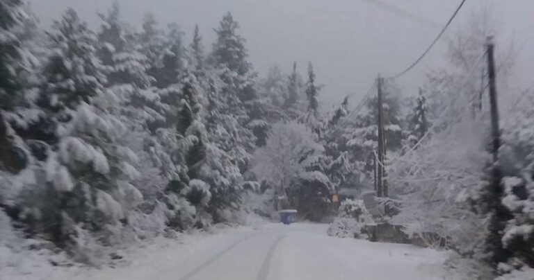 Κάτασπρος ο Παρνασσός από το χιόνι – Εικόνες από το χιονοδρομικό κέντρο