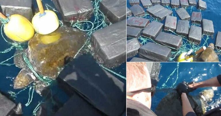 Θαλάσσια χελώνα «βαποράκι» μετέφερε κοκαΐνη αξίας 53 εκατ. δολαρίων